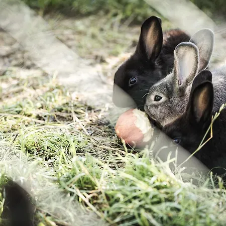 ゾーネナウ アパート ツェル・アム・ツィラー